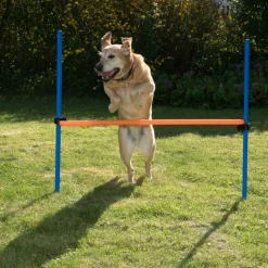 Agility Fun & Sport -agilityrata