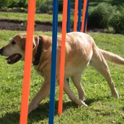 Agility Fun & Sport -agilityrata