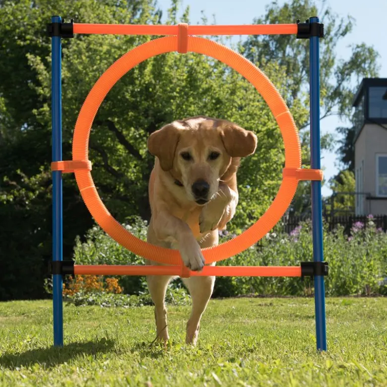 Agility Fun & Sport -rengaseste