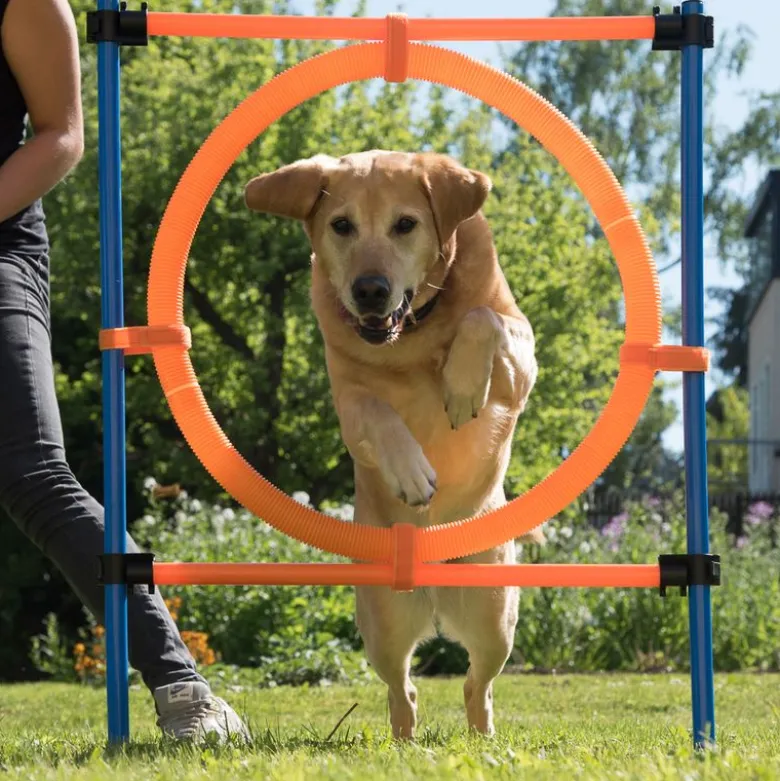 Agility Fun & Sport -rengaseste