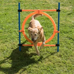 Agility Fun & Sport -rengaseste