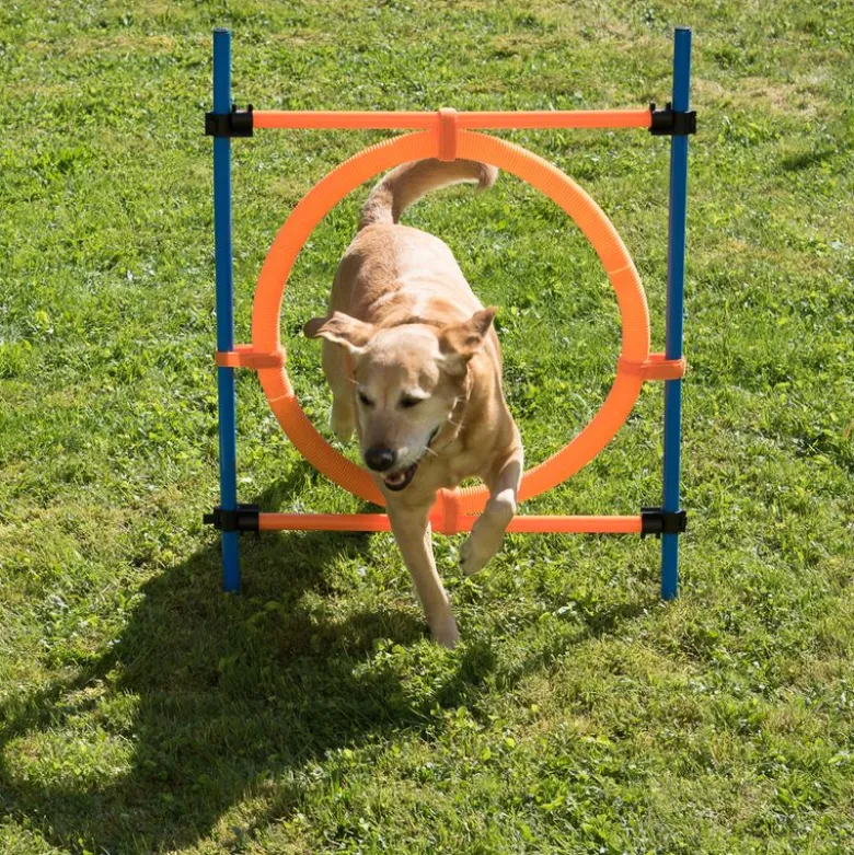 Agility Fun & Sport -rengaseste