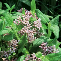 Aumüller Alpaka Angie -kissanlelu