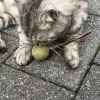 Aumüller Silver Vine Lolli - hammashoitolelu
