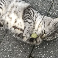 Aumüller Silver Vine Lolli - hammashoitolelu