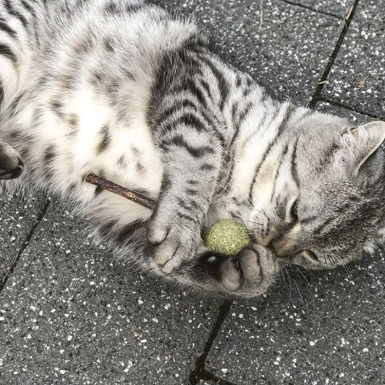 Aumüller Silver Vine Lolli - hammashoitolelu