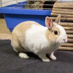 Bunny Bedding Easy