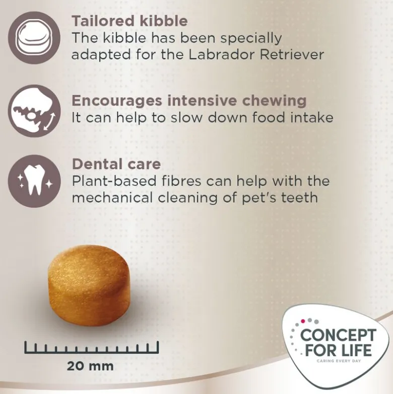 Concept for Life Labrador Retriever Adult