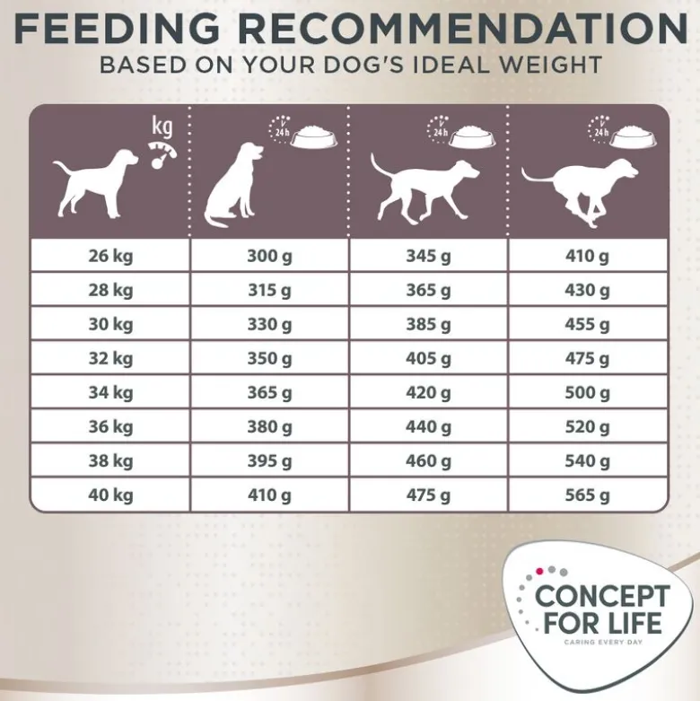 Concept for Life Labrador Retriever Adult