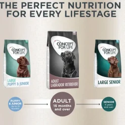 Concept for Life Labrador Retriever Adult