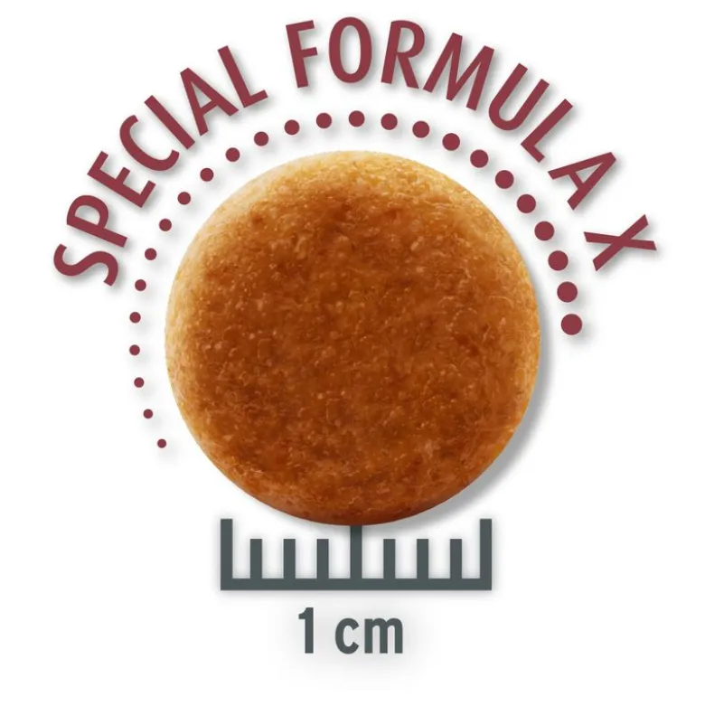 Concept for Life Maine Coon Adult lohi – viljaton koostumus!