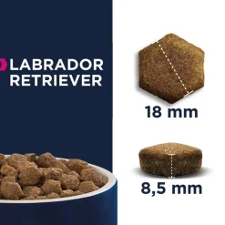Eukanuba Adult Labrador Retriever - Breed Specific