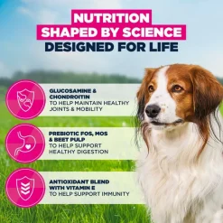 Eukanuba Premium Nutrition Senior Small & Medium Breed karitsa & riisi