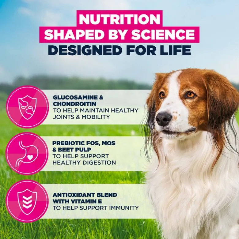 Eukanuba Premium Nutrition Senior Small & Medium Breed karitsa & riisi