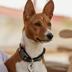 Hurtta Bare -kaulapanta, coal