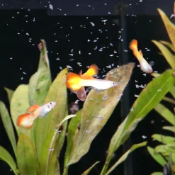JBL ProNovo Guppy Flakes S