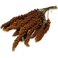 JR Farm Foxtail-Millet -tähkähirssi, punainen