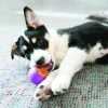 KONG Squeezz Action Ball