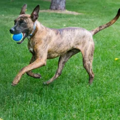 KONG Ultra SqueakAir Ball