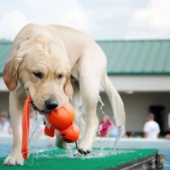 KONG Wet Wubba