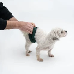kooa pestävä vaippa uroskoirille