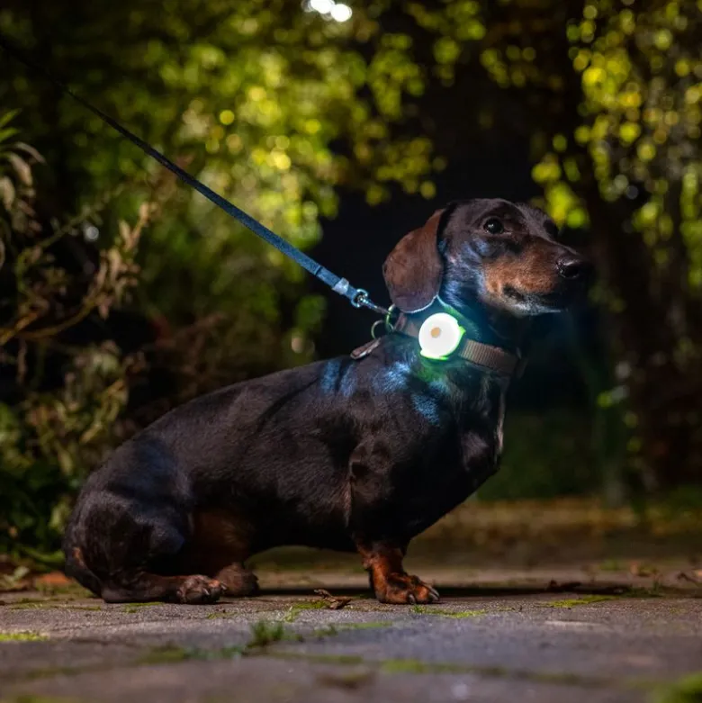 Nomad Tales Bloom Light USB -valoriipus