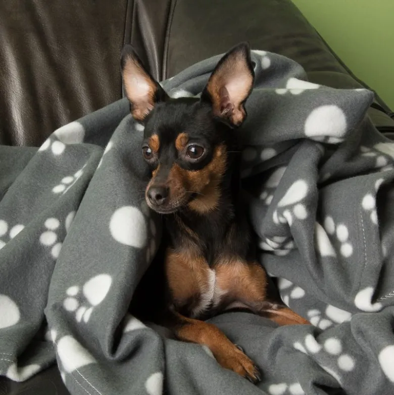Pawty-fleecepeitto