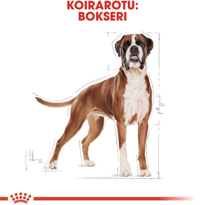 Royal Canin Boxer Adult