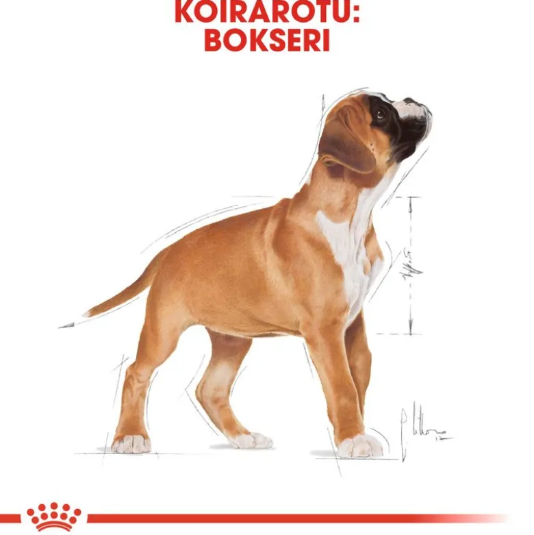 Royal Canin Boxer Puppy