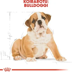 Royal Canin Bulldog Puppy