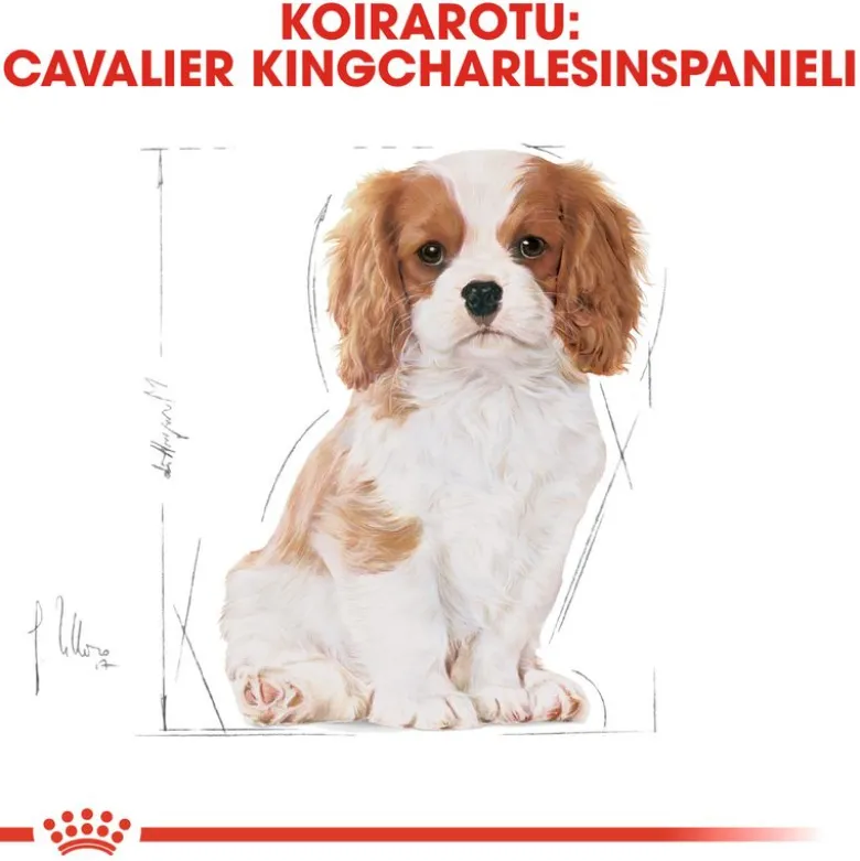 Royal Canin Cavalier King Charles Puppy
