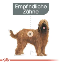 Royal Canin CCN Dental Care Maxi