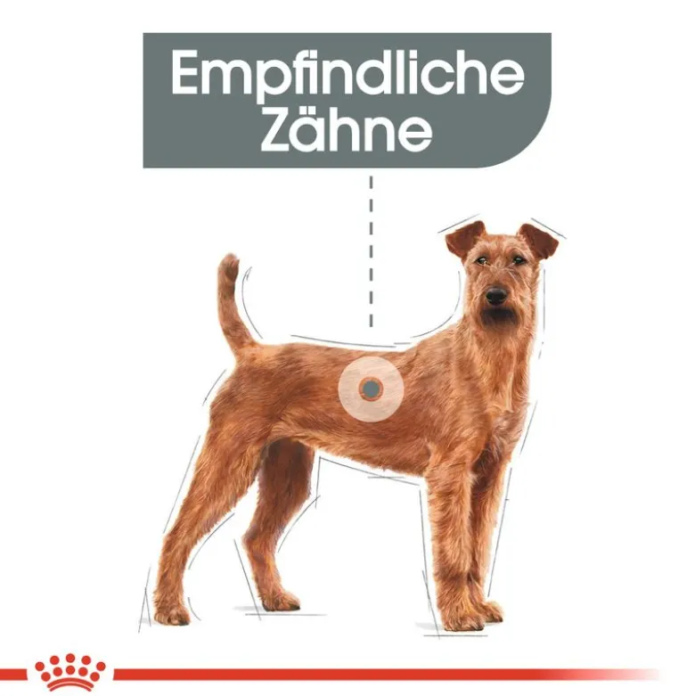 Royal Canin CCN Dental Care Medium