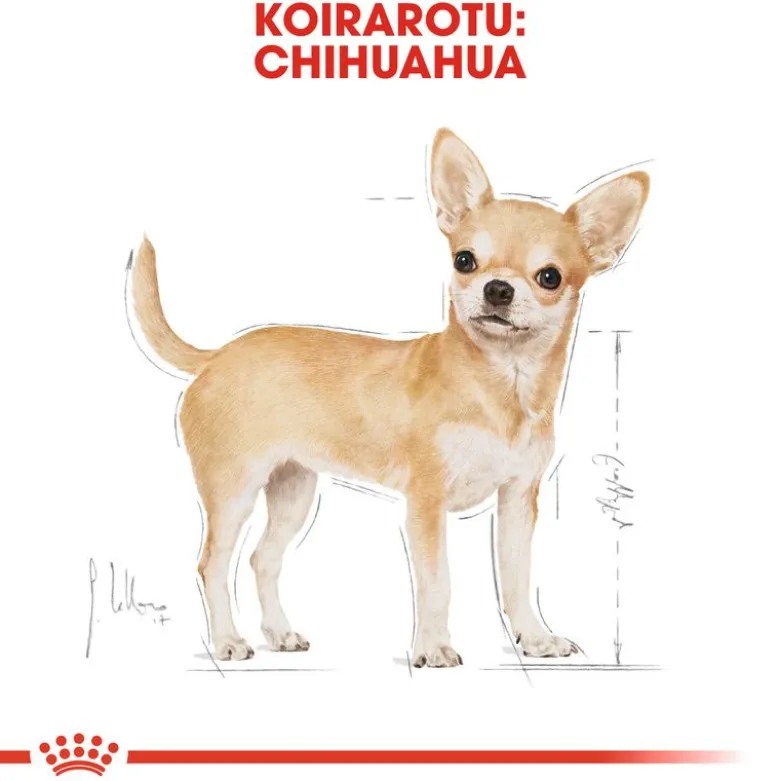 Royal Canin Chihuahua Adult Mousse