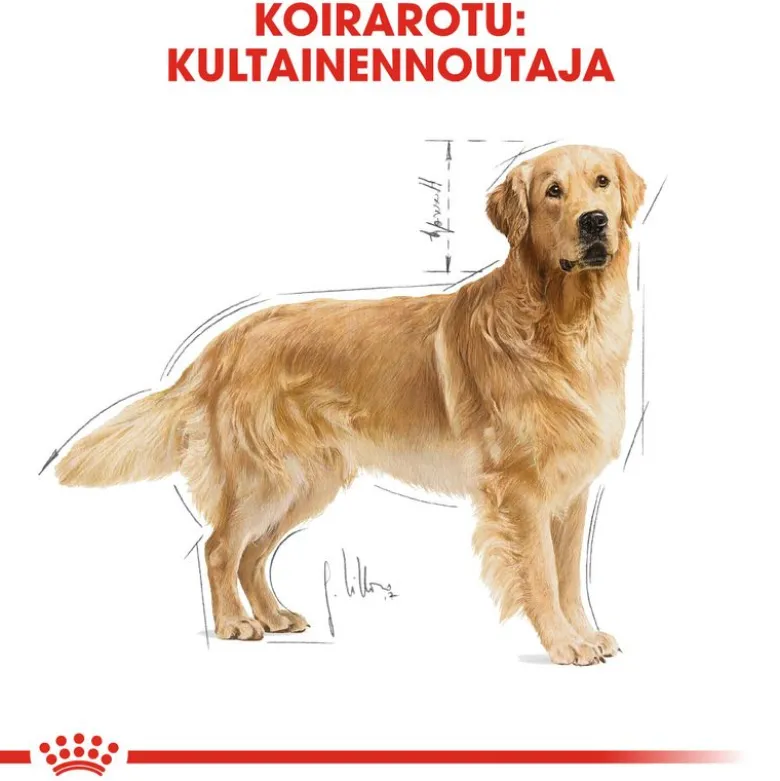 Royal Canin Golden Retriever Adult
