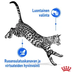 Royal Canin Indoor Sterilised kastikkeessa