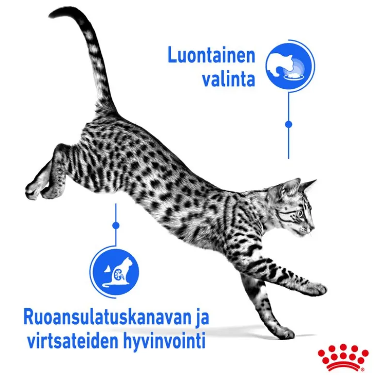 Royal Canin Indoor Sterilised hyytelössä