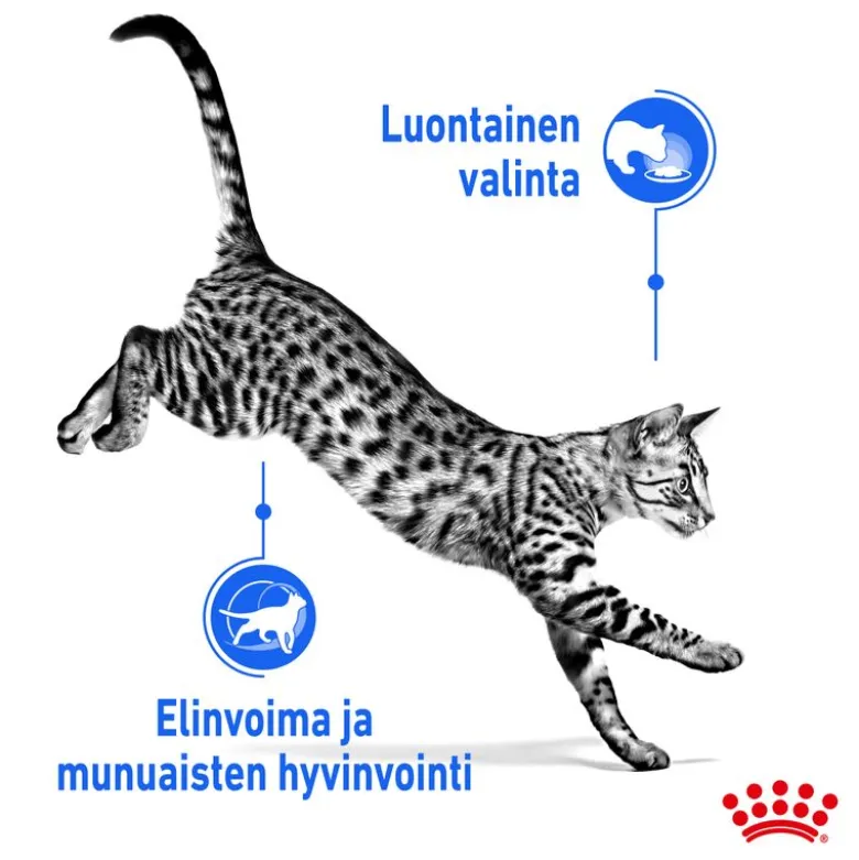 Royal Canin Indoor Sterilised 7+ kastikkeessa