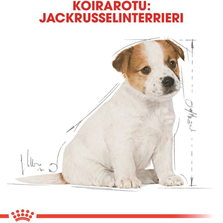 Royal Canin Jack Russell Puppy
