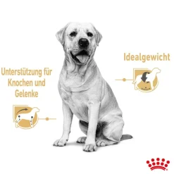 Royal Canin Labrador Retriever kastikkeessa