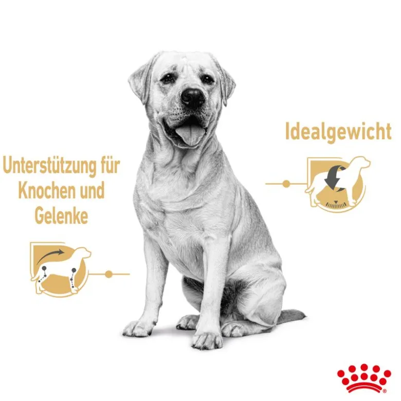 Royal Canin Labrador Retriever kastikkeessa