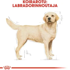 Royal Canin Labrador Retriever Adult