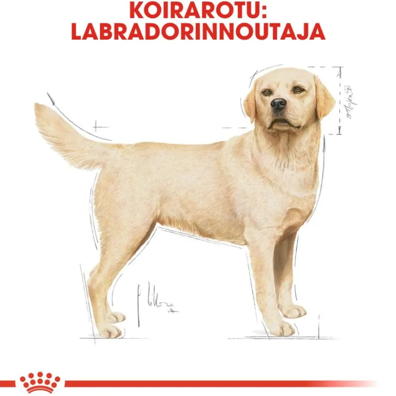 Royal Canin Labrador Retriever Adult