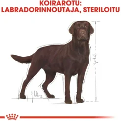 Royal Canin Labrador Retriever Adult Sterilised