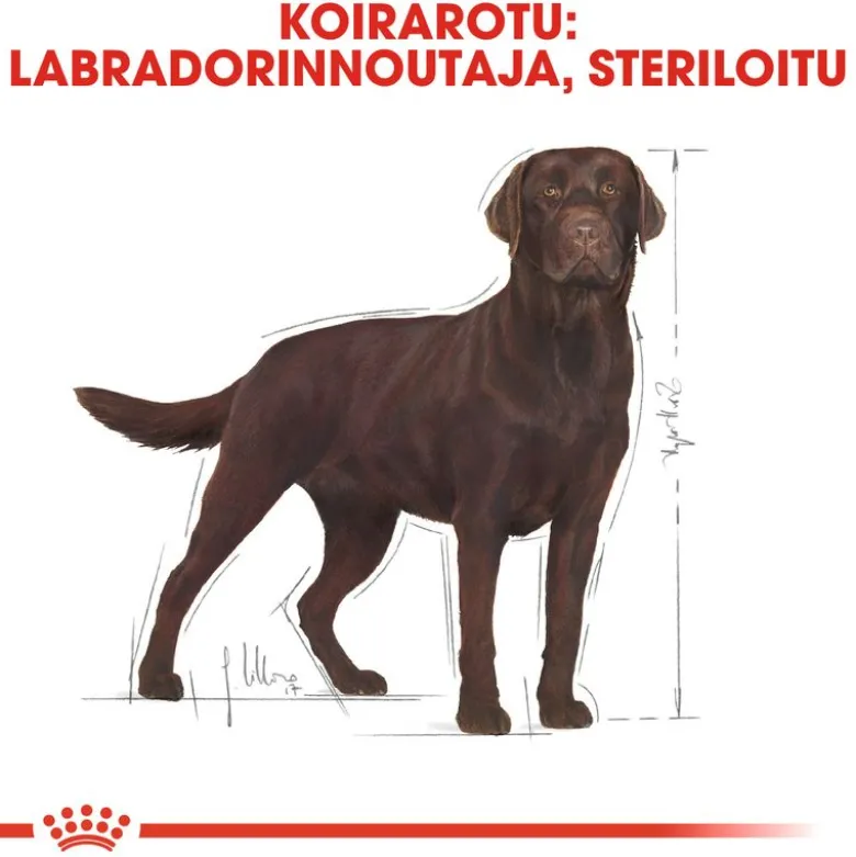 Royal Canin Labrador Retriever Adult Sterilised