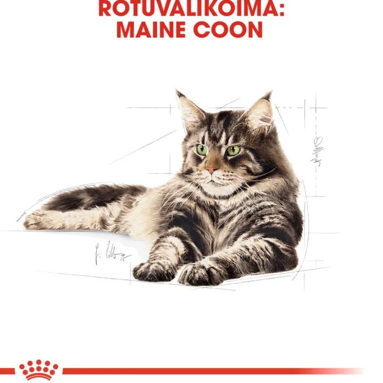 Royal Canin Maine Coon Adult