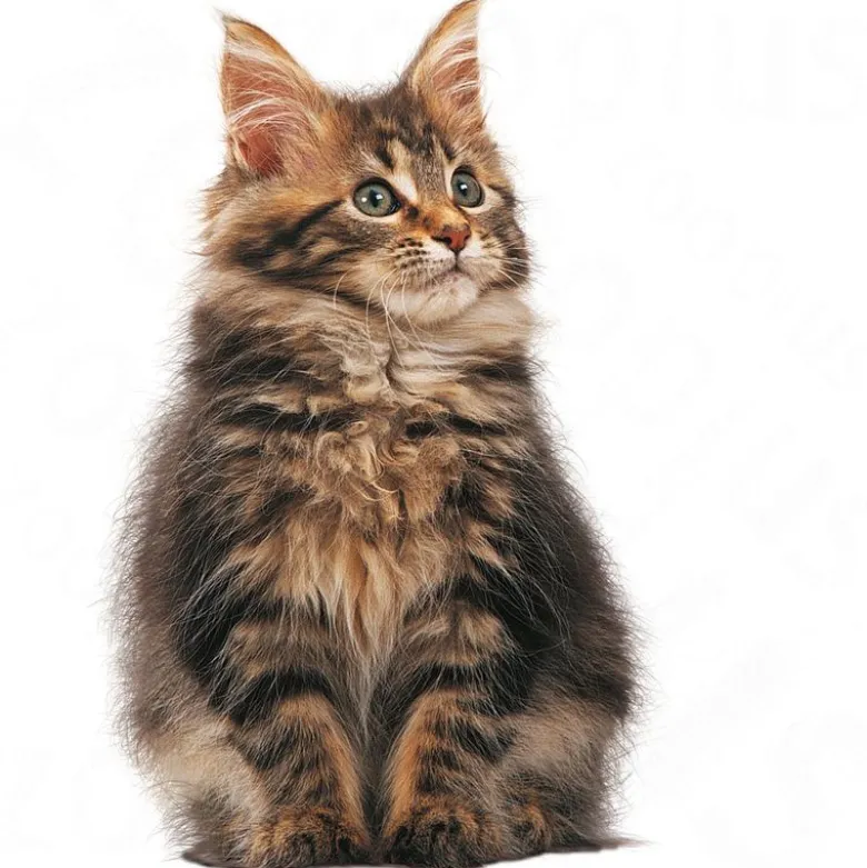 Royal Canin Maine Coon Kitten