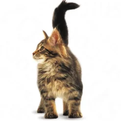 Royal Canin Maine Coon Kitten