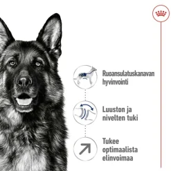 Royal Canin Maxi Adult 5+