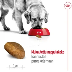 Royal Canin Maxi Adult